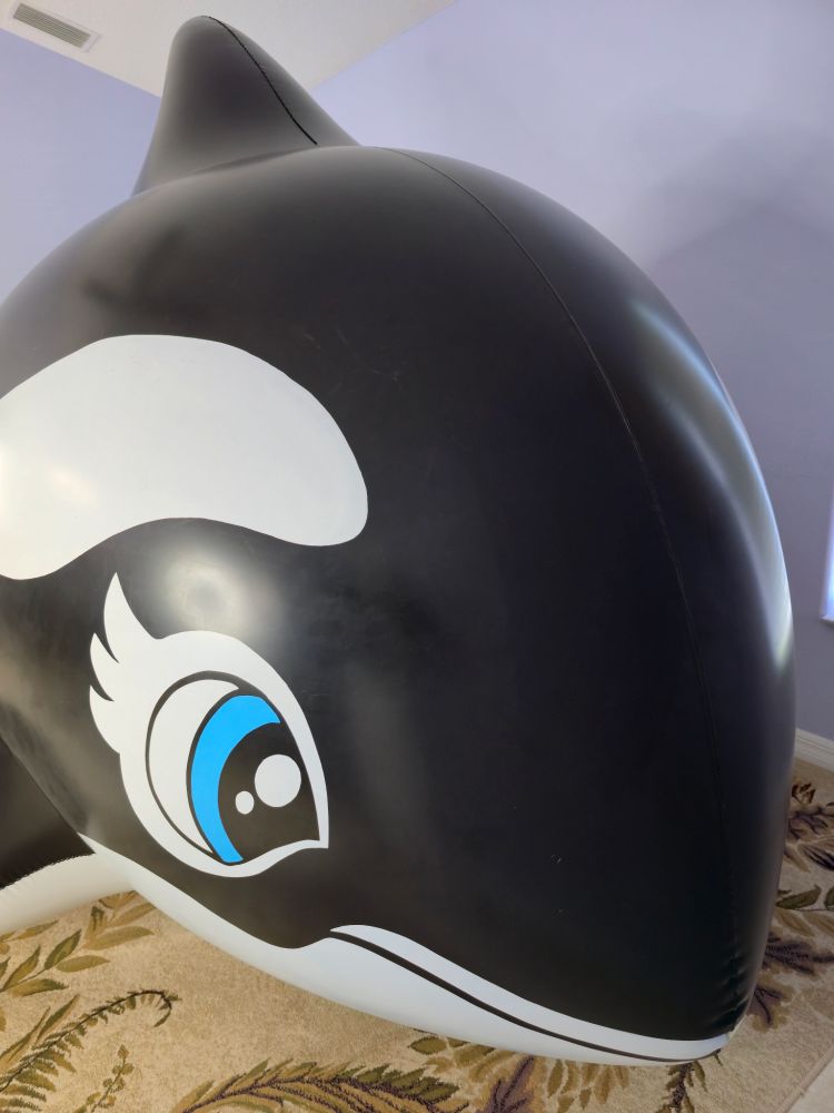 The Over Inflated Forehead of a Large Inflatable Whale Pool Toy