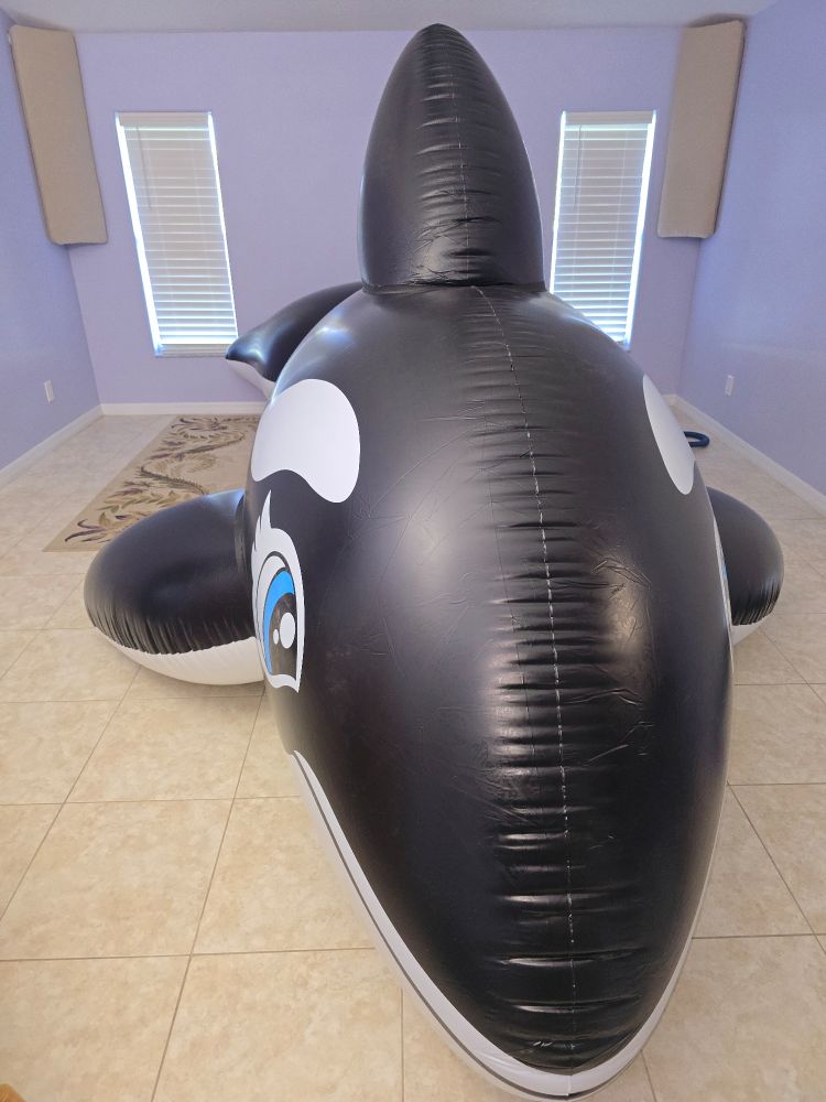 A Giant 5 Meter Long Inflatable Orca Whale Completely Filling Up a Living Room