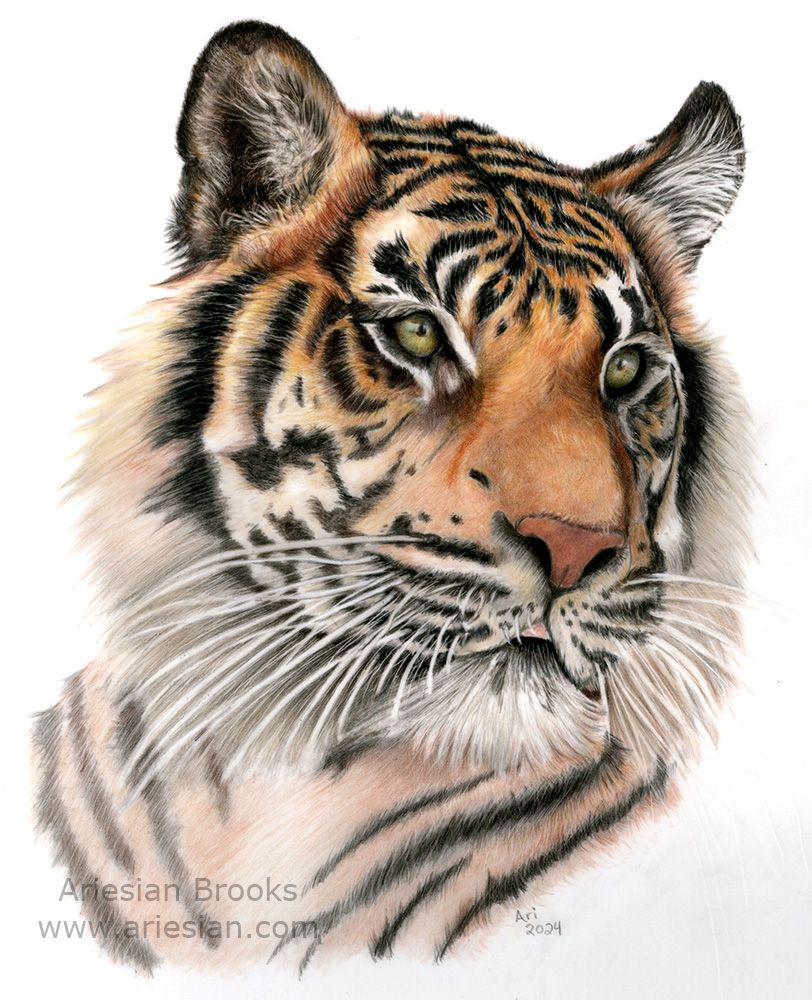 A headshot drawing of a tiger looking to the right of the page / viewer.