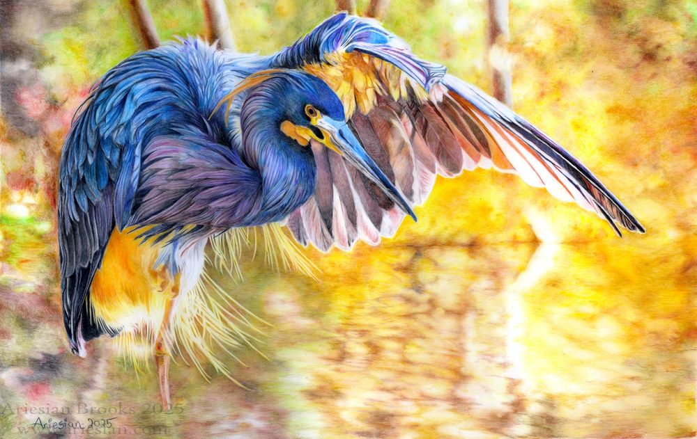 A #tricolorheron #heron bird stands on one leg with one wing outstretched.  The sun is setting and is filtering through the leaves, which can be seen in blurs in the background.  This artwork is drawn in #colorpencil on #draftingfilm, and is approximately 11x17inches