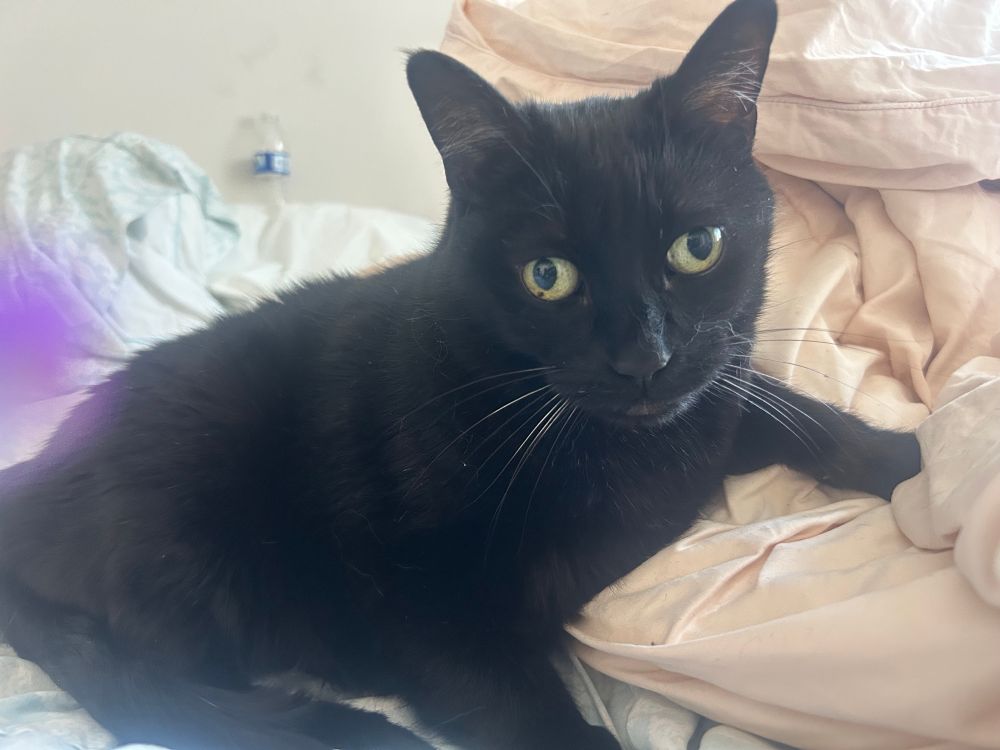Black cat