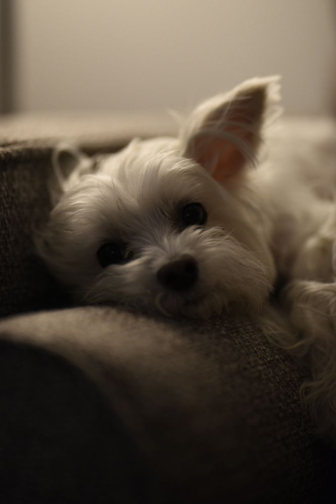 A morkie named "cashew" lies on the pillow of a couch 