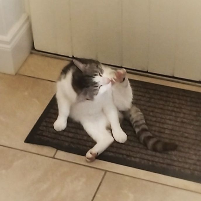 Grey and white tabby cat sitting in cream coloured utility room. Cleaning paw in a contorted position