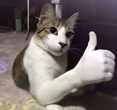 cat thumbs up image