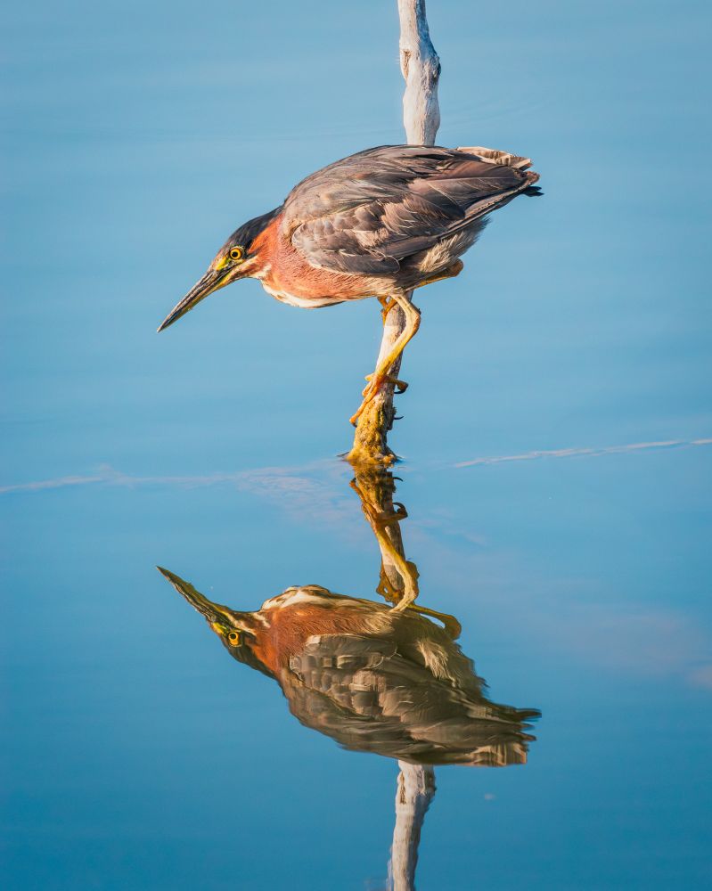 A small green heron clings to a branch, just inches above the water, watching intently for a small fish to swim near to grab for a morning snack. The bird and branch are a almost mirror reflection in the water.