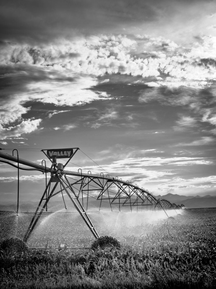 Standing near a crop sprinkler, looking towards distant mountains. The water coming from the sprinkler heads glows from the light of the early evening sun.