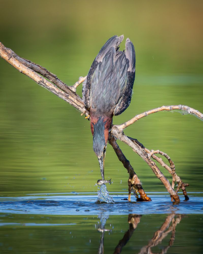 A green heron, perched on a branch just inches over the water, reaches down and pulls a small minnow out of the water with its beak.