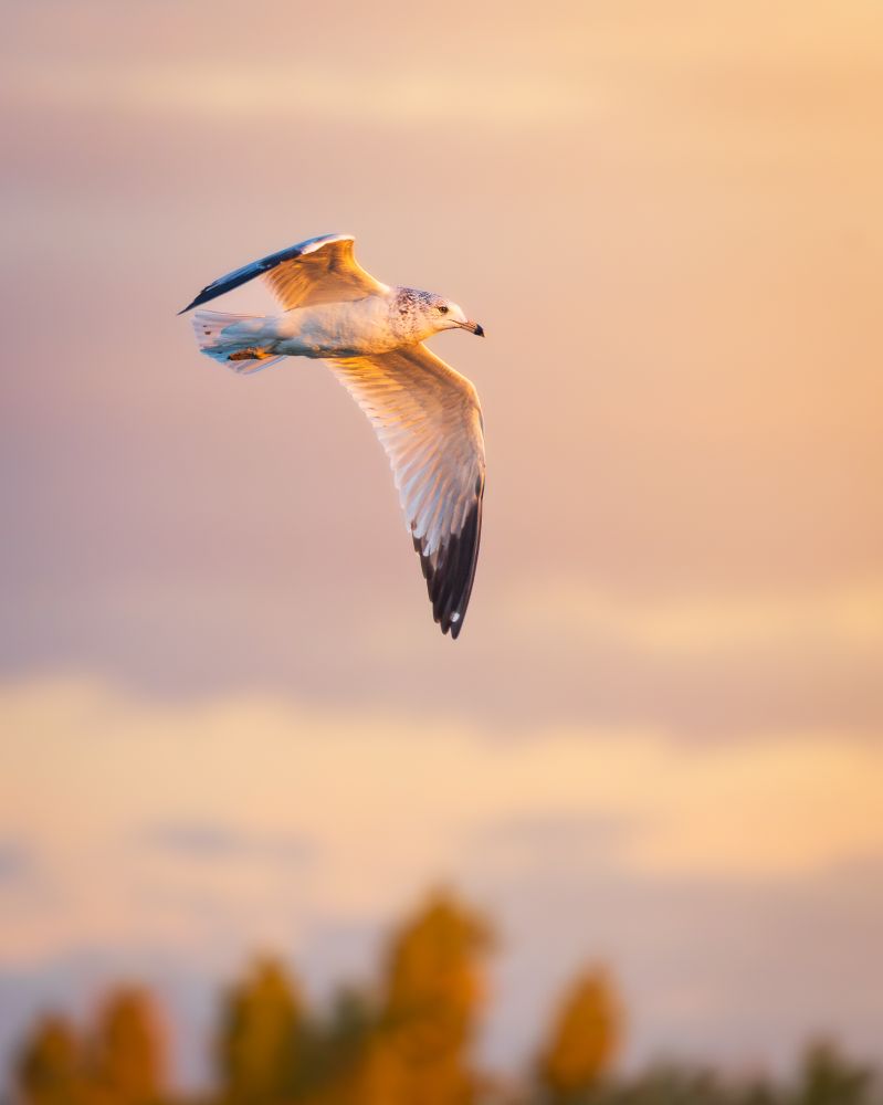 A gull flies over a pond, the early morning sun lighting the sky and the bird with a warm glow.