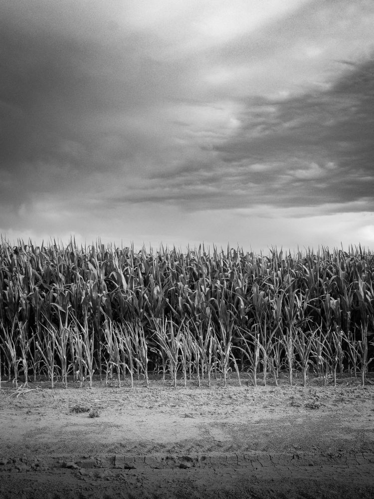 On a cloudy afternoon, standing near the edge of a cornfield, looking towards the thousands of stalks.
