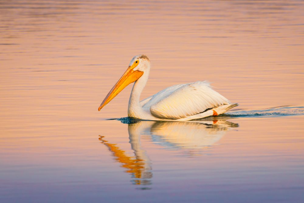 A pelican swims across the pond in the morning light. The water is almost completely still, reflecting the pelican and the sky above. 