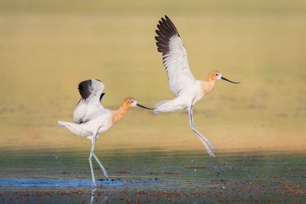 A pair of american avocets touch down near the shoreline of large lake.