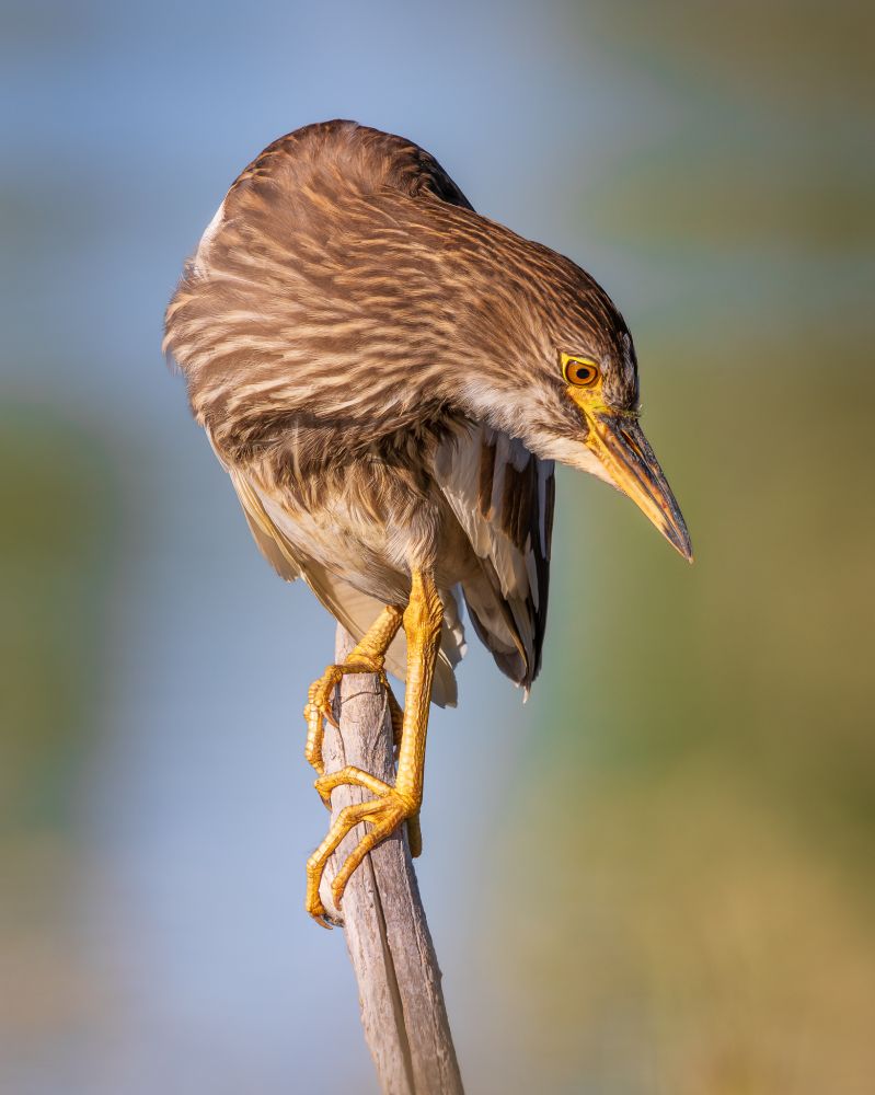 A yong night heron, perched on a stick, looks down towards the water for a fish to eat.