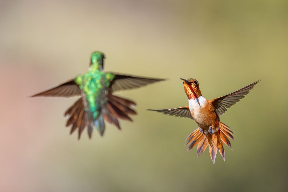 A broadtail hummingbird with green feathers, and a rufous hummingbird with orange feathers, face each other as the hover in the air, their tail feathers spread out in a defensive appearance.