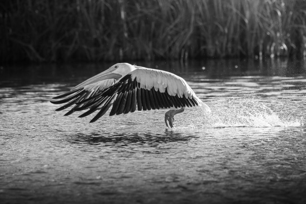 A pelican flaps it's large wings, pulling itself out of the water.