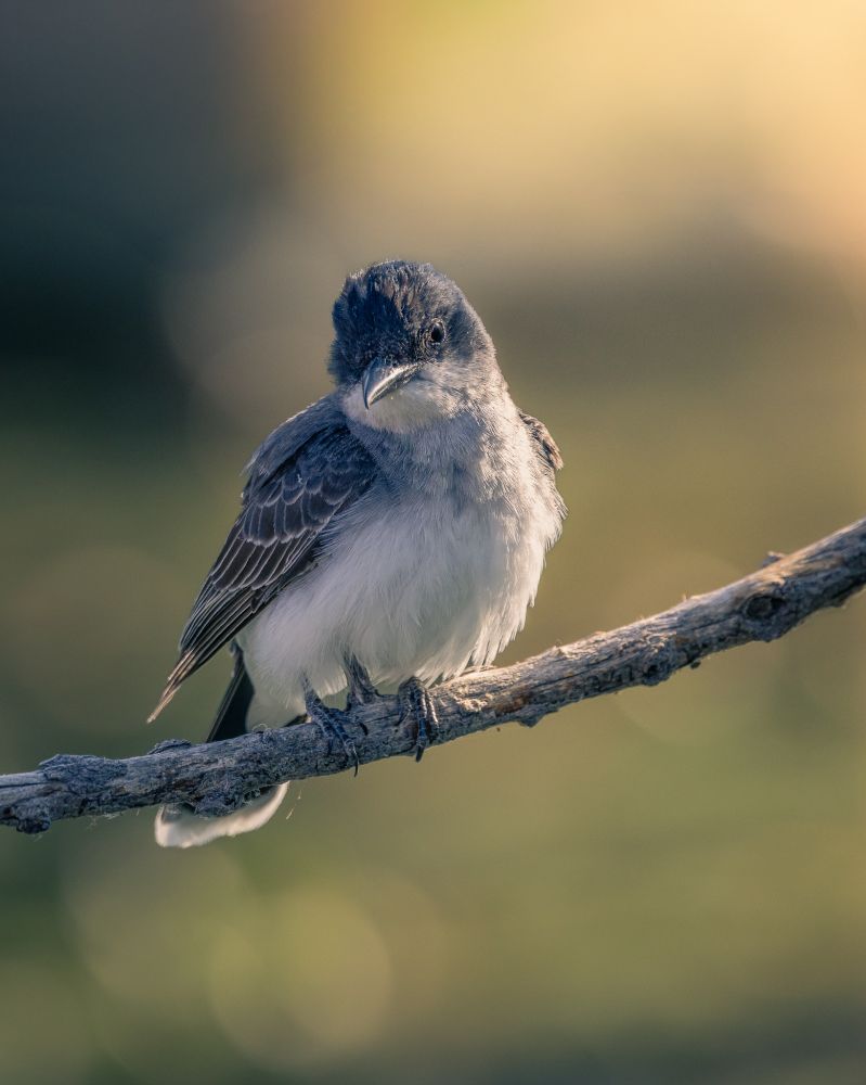 An eastern kingbird sits perched on a tree branch just after sunrise, the light from the sun shining behind it through the trees.