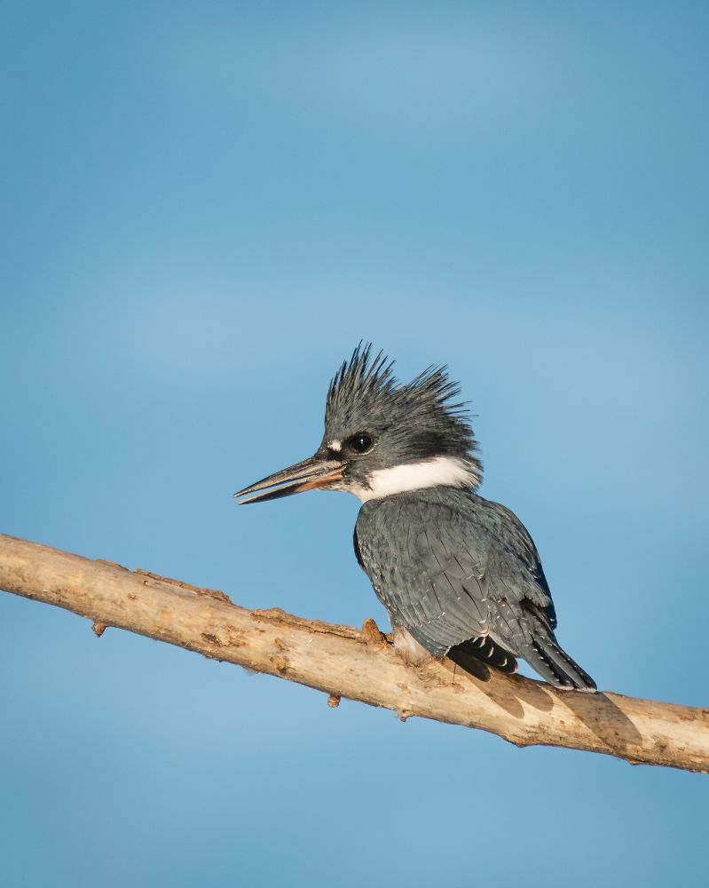 A kingfisher sits perched on a branch, overlooking a small pond.