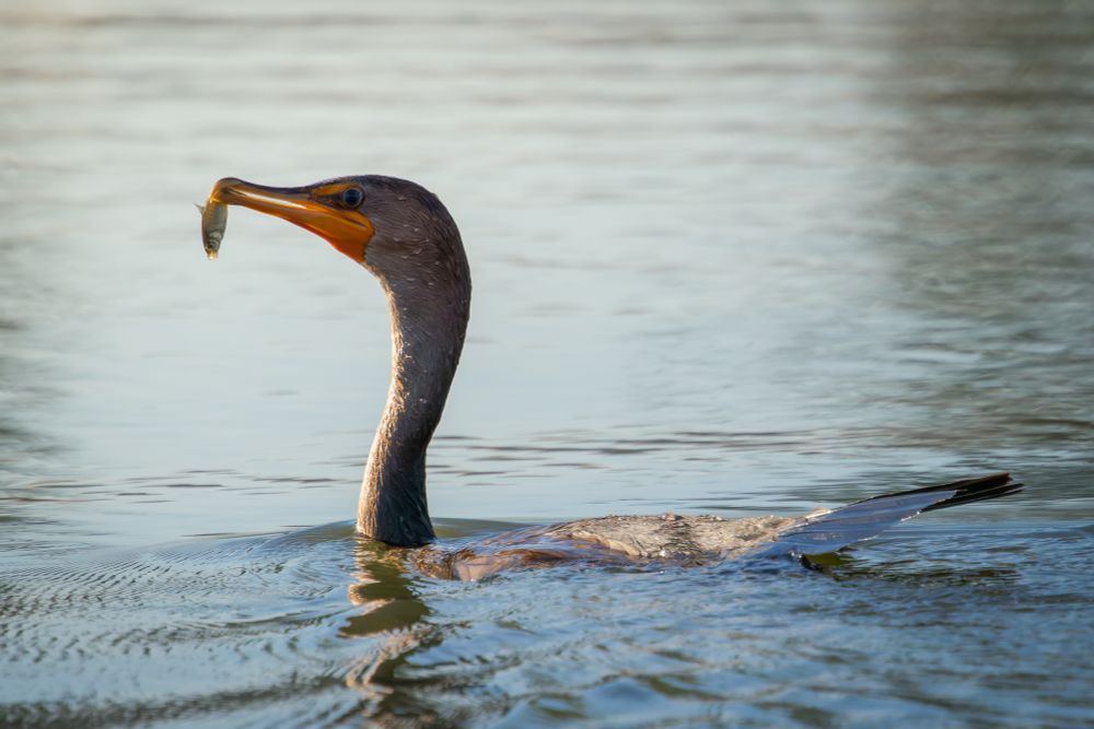 A cormorant holds a tiny minnow in its beak.