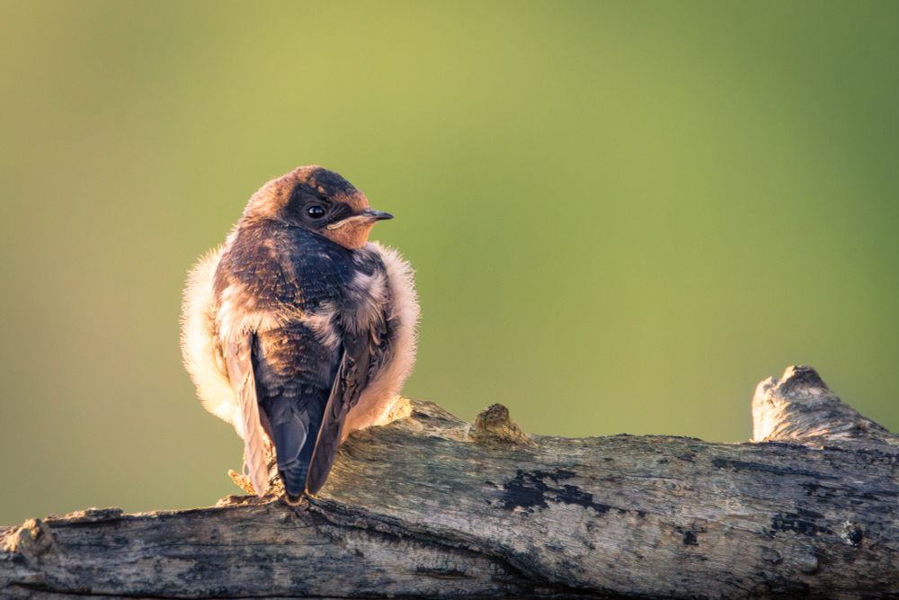 A young barn swallow sits on a tree branch overlooking a pond in the morning sun.