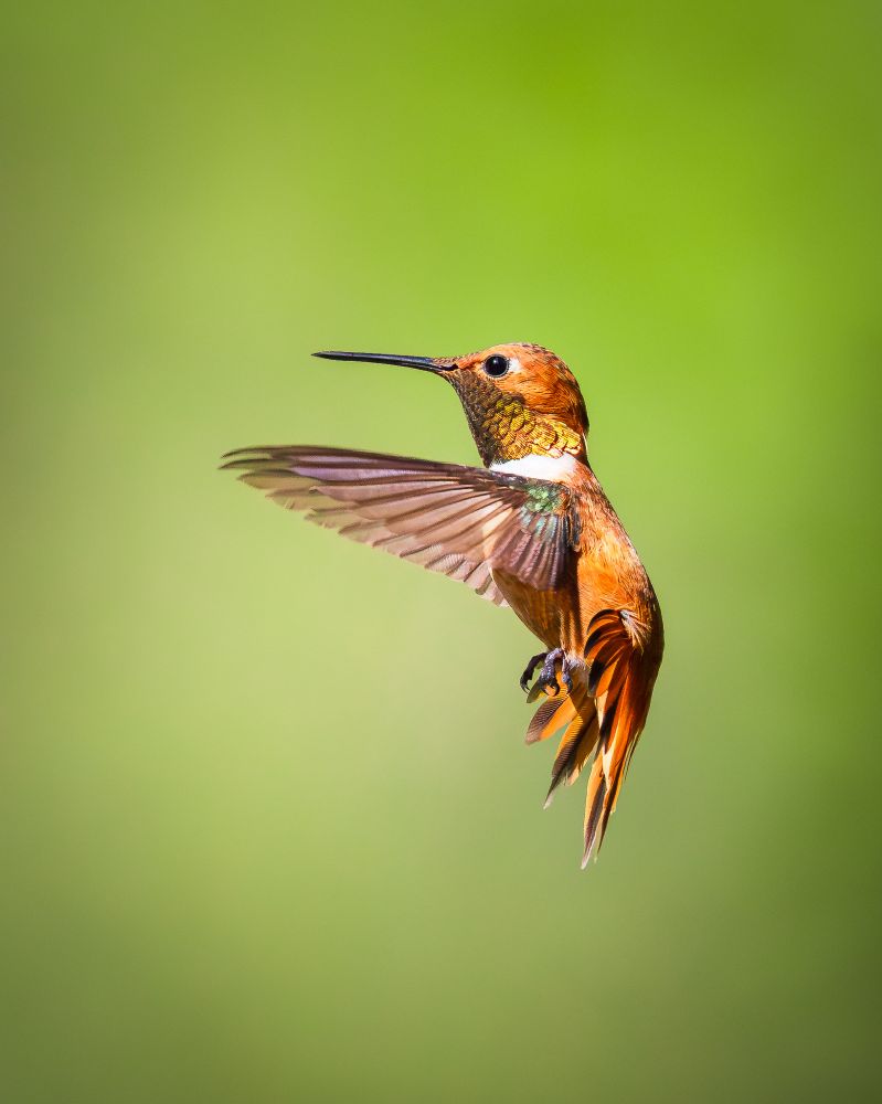 A male rufous hummingbird, with it's copper/orange feathers, hovers in the air as it approaches a feeder.