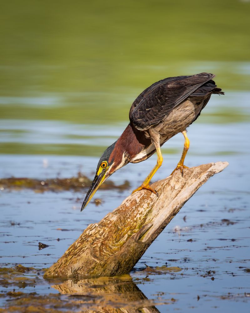 A green heron sits perched on a broken tree protruding the water, staring down, looking for a fish to eat.