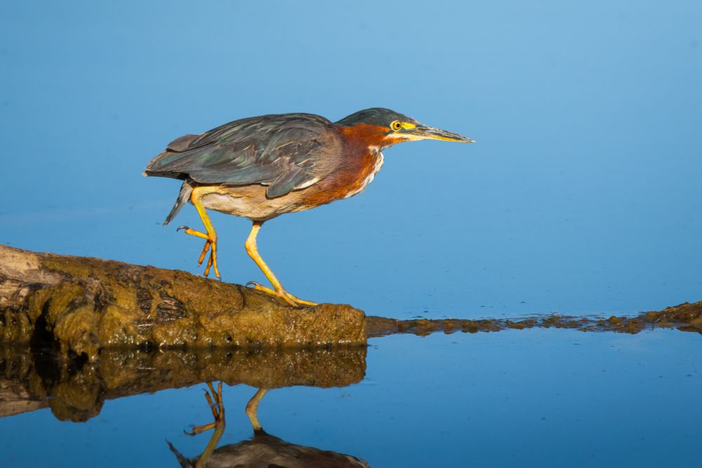 A small green heron walks to the end of a partially submerged tree branch to look for small minnows to eat. The water reflects the clear, bright blue sky and is almost like a mirror.