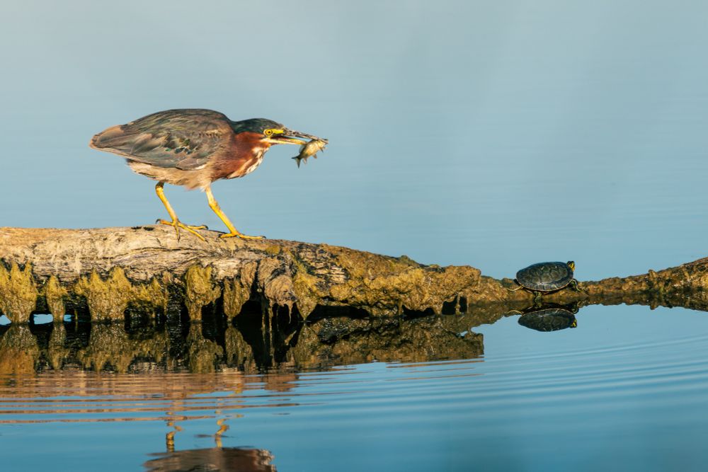 A green heron stands on a tree that's fallen in the water. It holds a small fish in its beak that it just caught seconds before. At the other end of the tree trunk sits a small turtle. The water is a bright blue, reflecting the clear skies above.