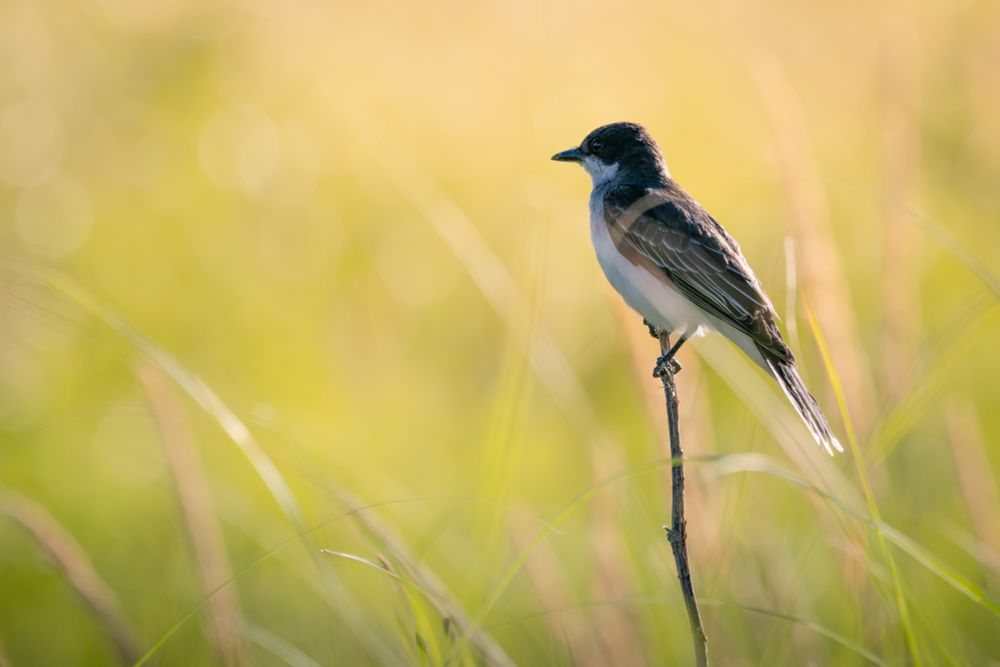 A small eastern kingbird sits perched on a branch among some tall green grass in the morning sun.