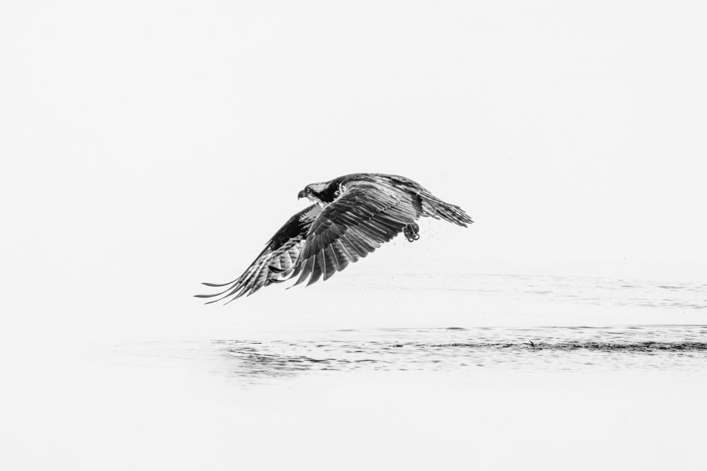 An osprey flaps its wings, pulling itself out of the water, after diving into the pond trying to catch a fish for its morning meal.
