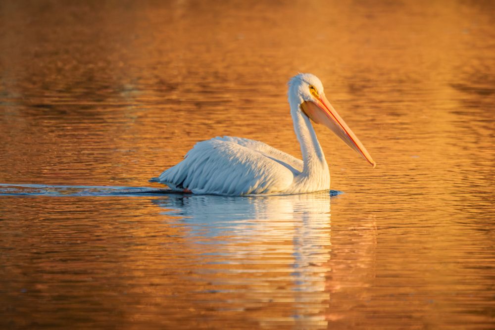 An American White Pelican swims through the water of a pond just after sunrise. The water glows yellow and orange from the reflection of the trees on the far shore.