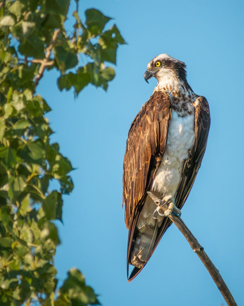 An osprey sits perched on a branch, high in a tree, next to some green leaves, against a bright blue sky.