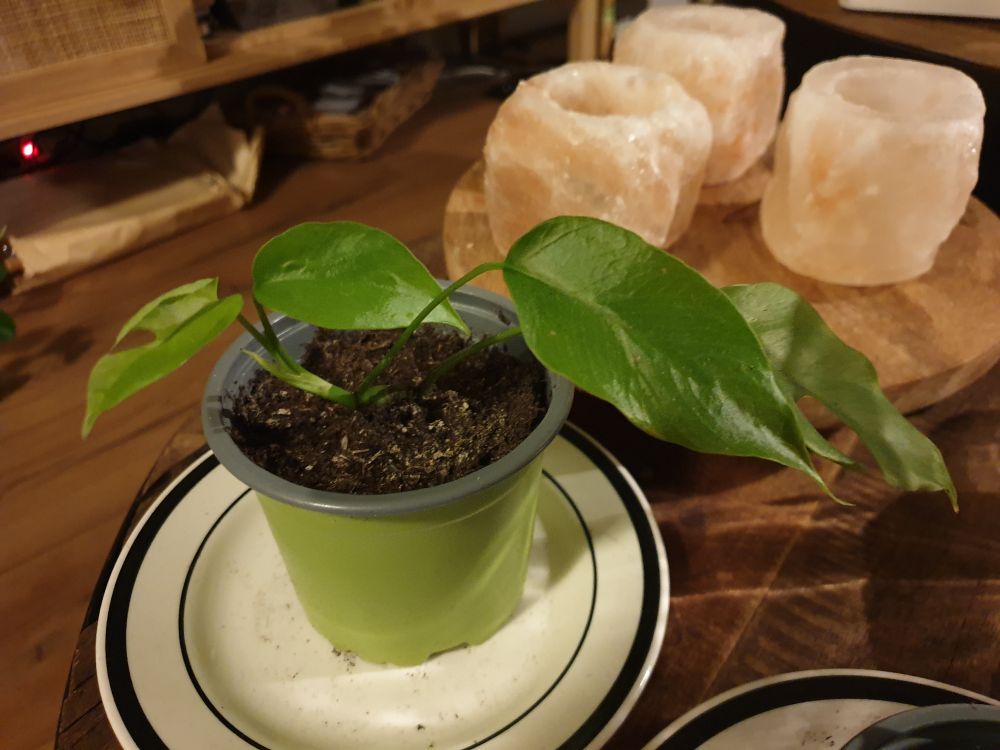 A picture of a young plant (not sure which kind, but it has holes like a Monstera but with smaller leaves) with four leaves and one in the making. The pot is standing on a small plate on a small wooden table. Behind it is a wooden platform with three salt candle holders on it.
