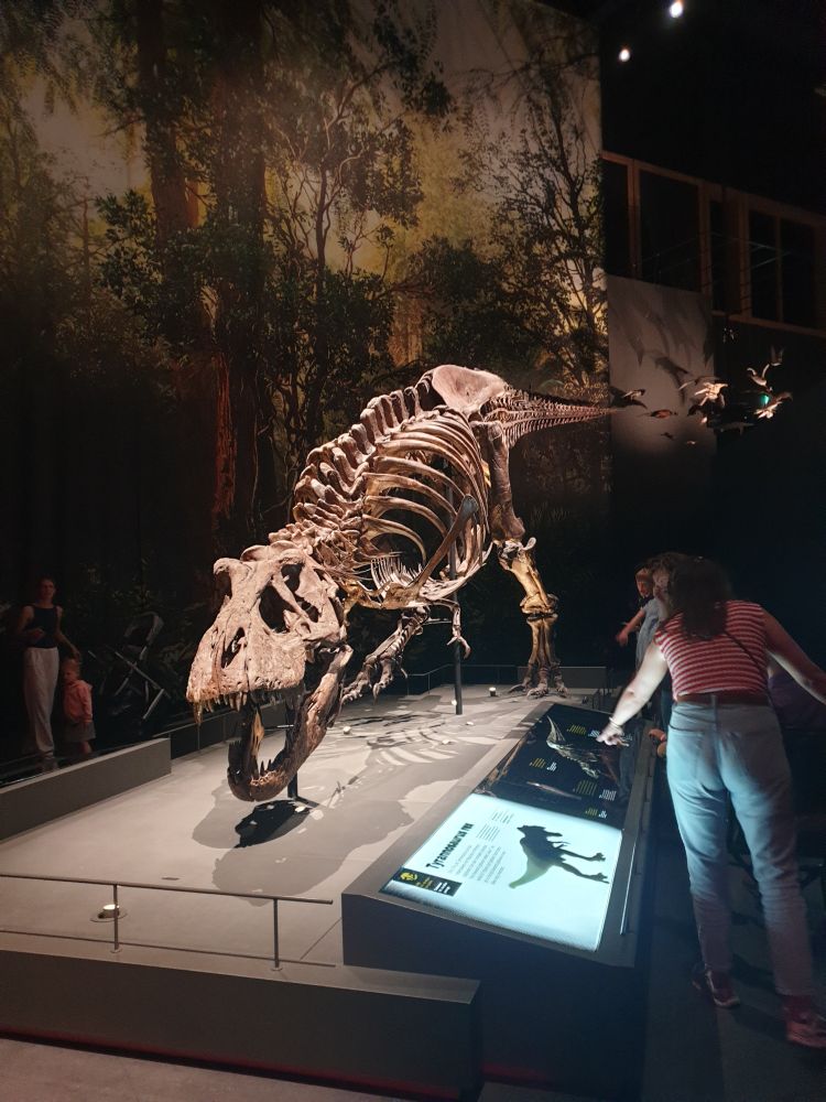 A tirannosaurus skeleton. This particular one is called Trix and is one of the most complete, largest and oldest T-rex skeletons ever found.