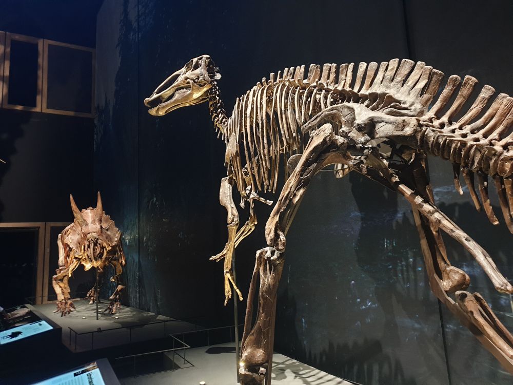 A Triceratops skeleton standing across from an Edmontosaurus skeleton.