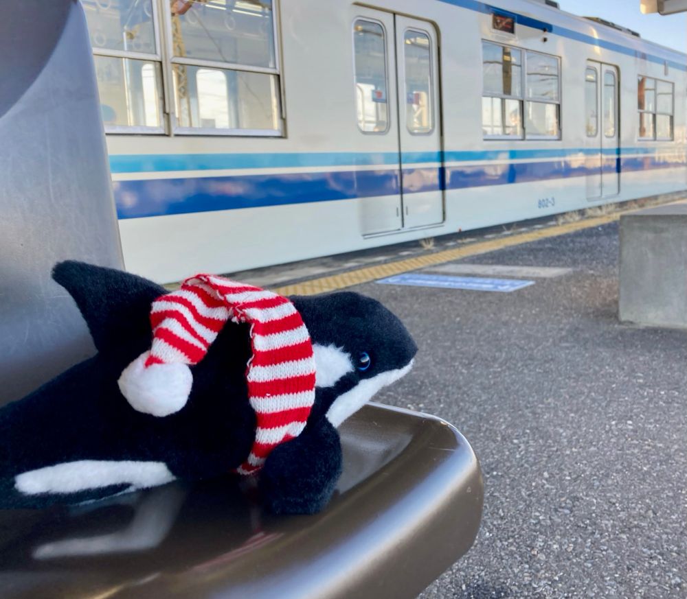 シャチ
昨年リサイクルショップで出会い550円でお持ち帰り。青い瞳がチャームポイントのイケメン海獣🐬