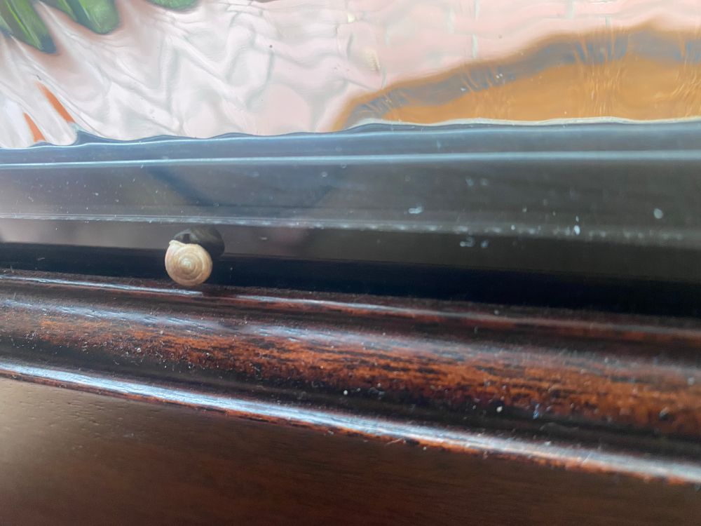 Snail shell inside of door