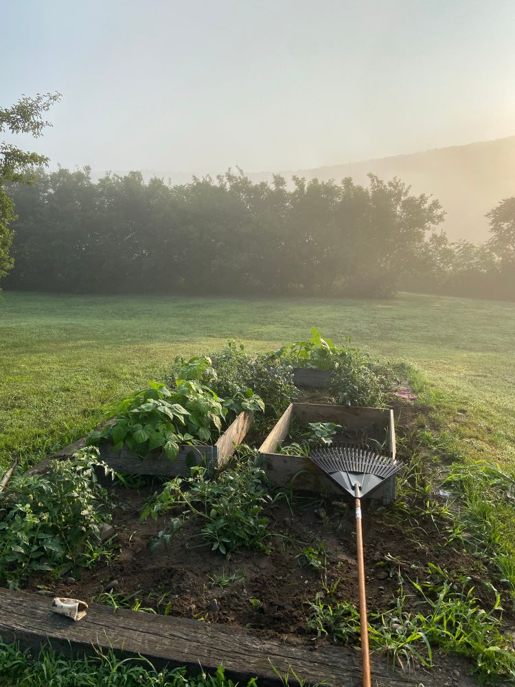 early morning garden 
