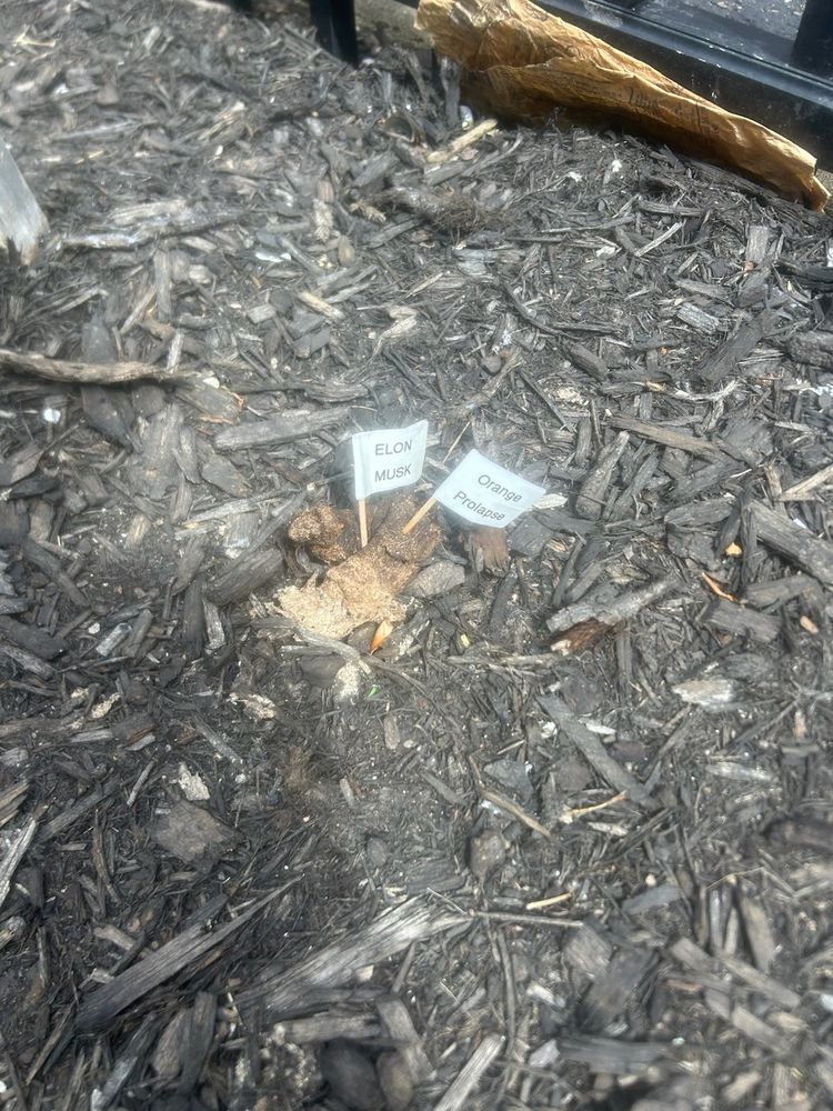 Excitement on Mulch a la Musky Oranges. (Flagged for public health and safety) 
See Also: Satirical Doggy Doo
Artist: Unknown. 
Region: The Pitts of Burgh.
Circa, Last Week I think? Lol
Follow up photo is of greater and grosser detail ->