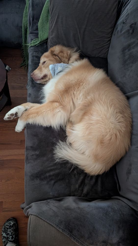 A fluffy dog lying on his side on a couch. His eyes are closed and he seems very comfortable. 