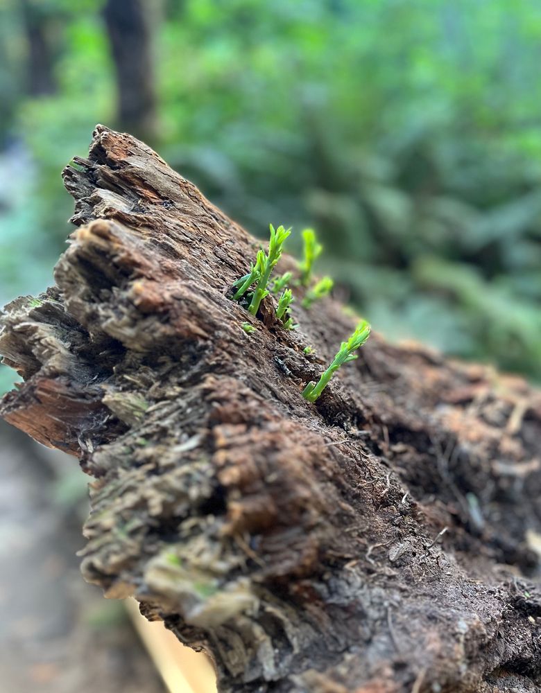 Photo of the upturned base of a fallen redwood tree with new growth sprouting from it.