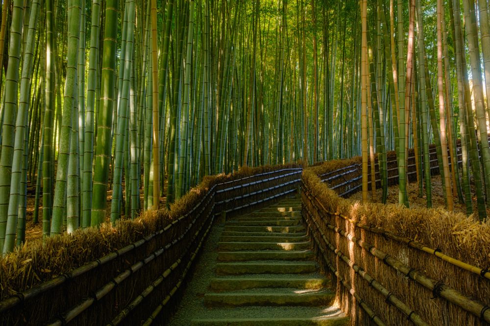 Kyoto, Japan, Arashiyama Bamboo