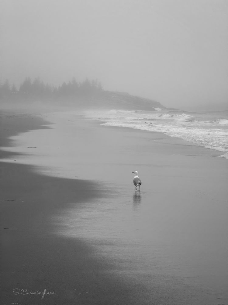 Waking to fog, I quickly drank my coffee and drove to my favorite beach.  Misty grey, quiet and alone accept for this brave gull that I followed for a good portion of the beach.