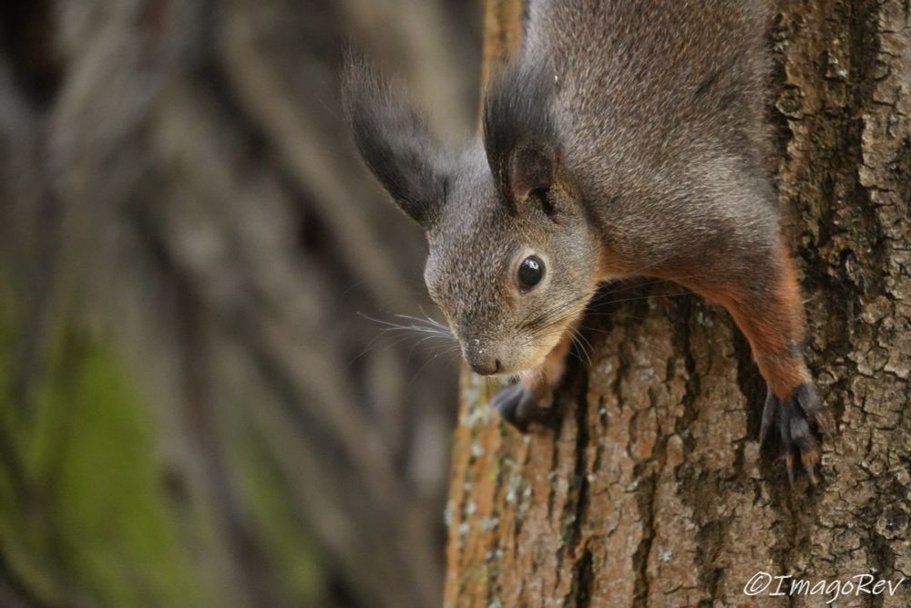 Red squirrel in brownish-gray winter coat with red fur on its arms and legs going down the tree.