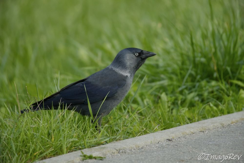 Western jackdaw standing in the grass. Side view.