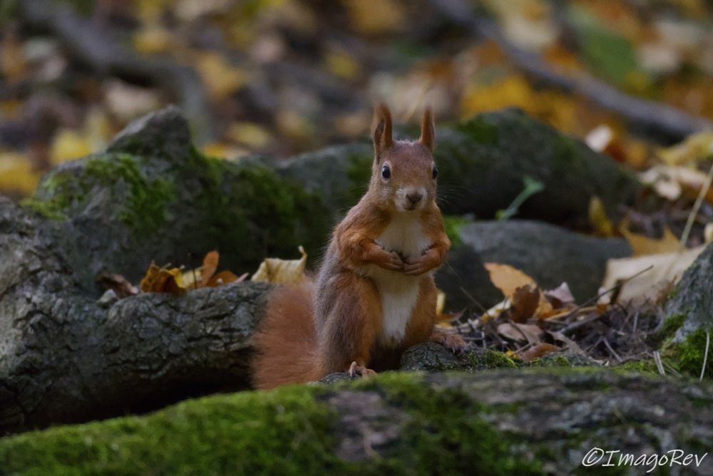 Red squirrel standing on a tree root.