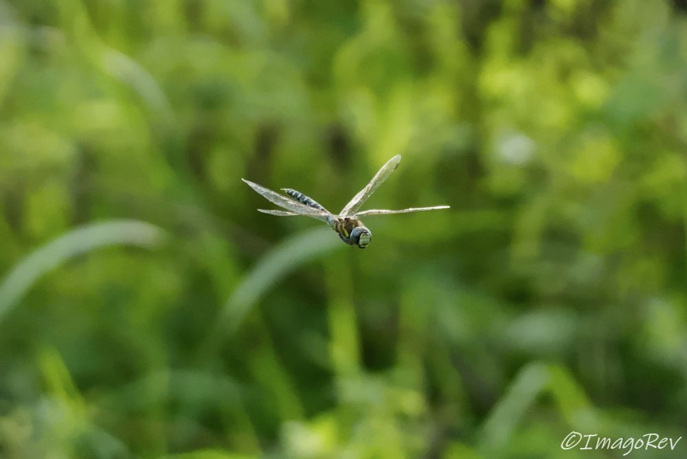 Migrant hawker dragonfly in flight