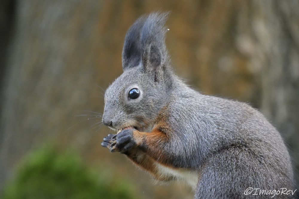 Red squirrel in brownish-gray winter coat with red fur on its arms.