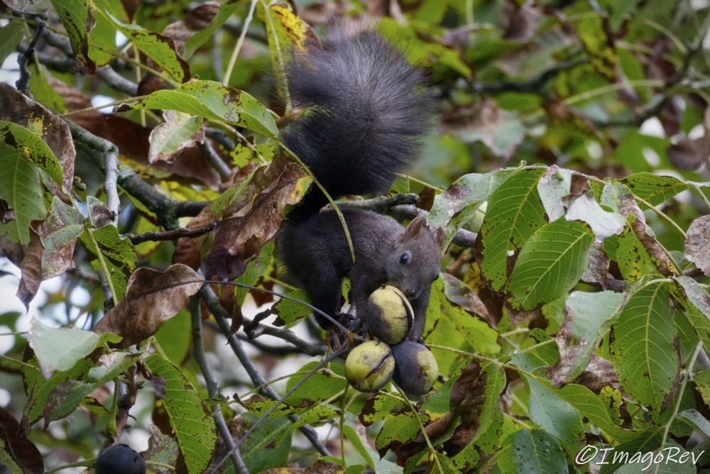 Black furred red squirrel reaching to get a walnut growing on a branch.