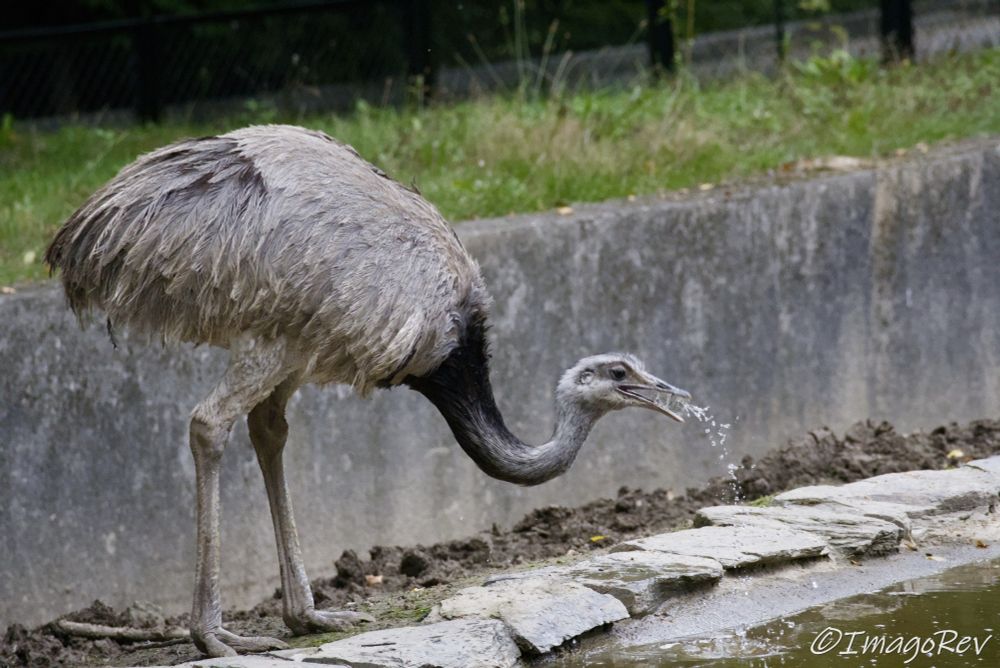 The greater rhea with gray plumage and dark feathered base of the neck. It's bending down to get some water, water droplets trailing from its beak in the shot.