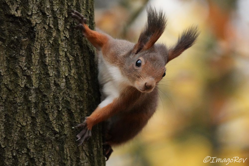 Red squirrel with a fluffy winter fur holding on to a tree.
