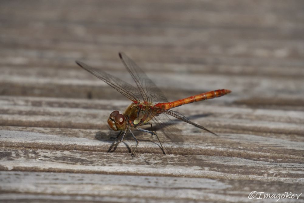 Vagrant darter dragonfly